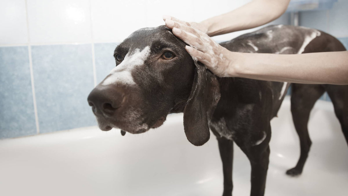 regering polet blive imponeret Tips til badning af din hund – My Farm Dyrefoder