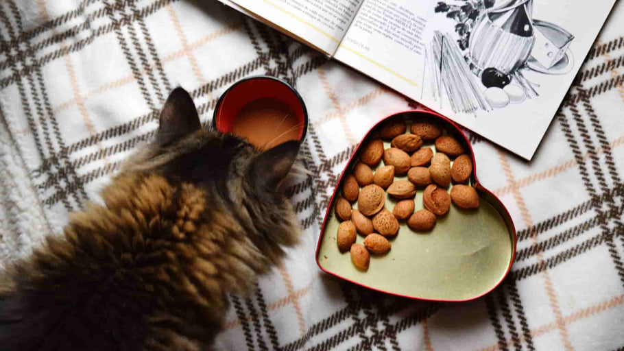 En enkel guide til fodring af din kat