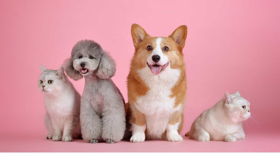 Fordelene ved at eje et kæledyr