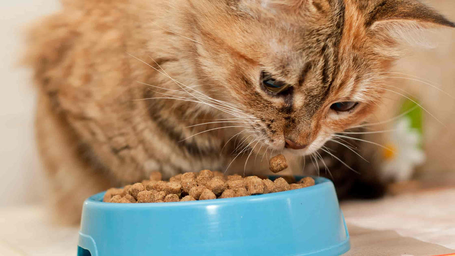 Grundlæggende ernæring til katte
