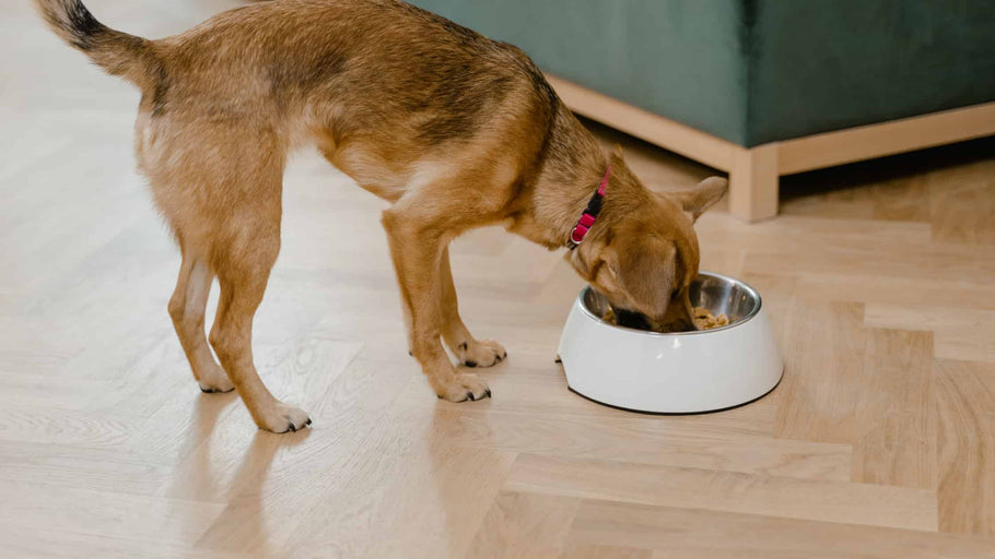 Hundens ernæringsråd