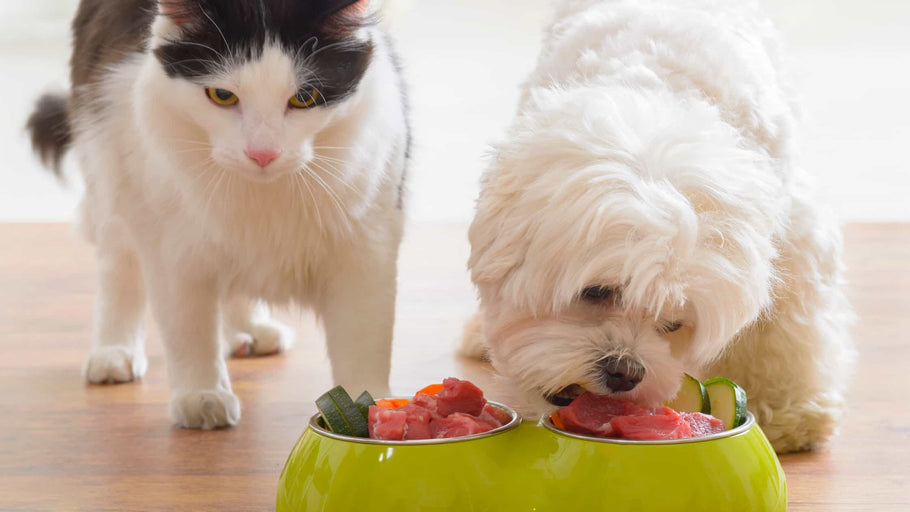 Hvad er forskellen mellem kattemad og hundefoder?
