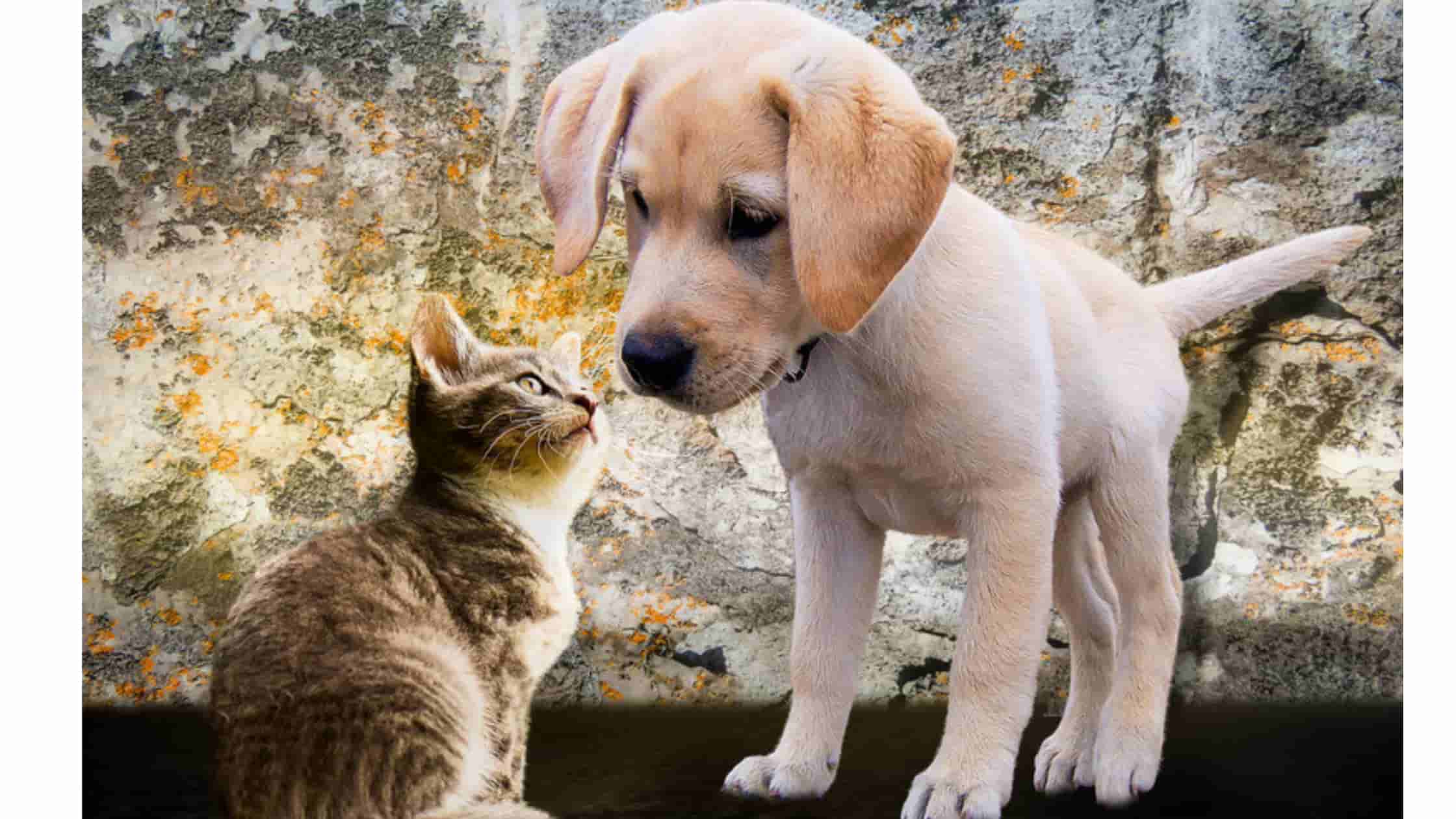 matrix Labe Fru Hvordan man får katte og hunde til at komme sammen – My Farm Dyrefoder