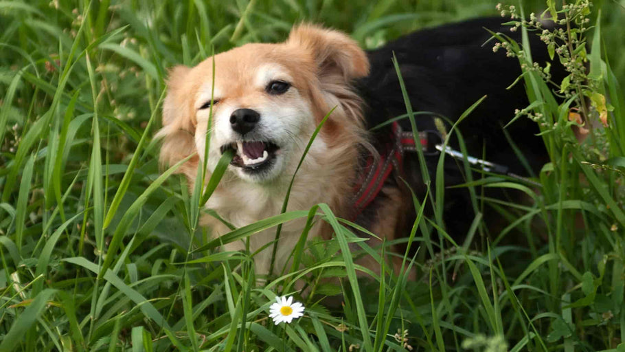 Hvorfor spiser hunde græs: Årsager og løsninge
