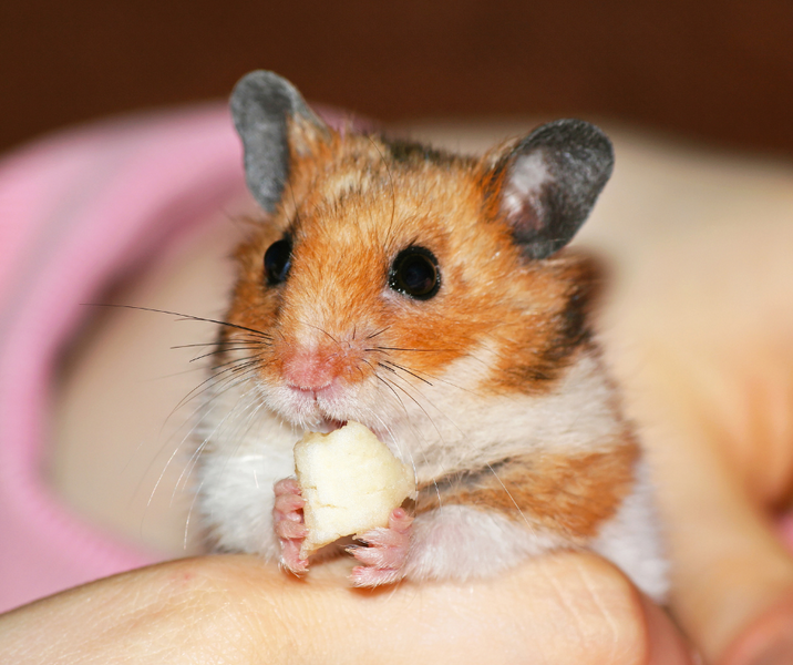 Korrekt pleje af din hamster/gerbi
