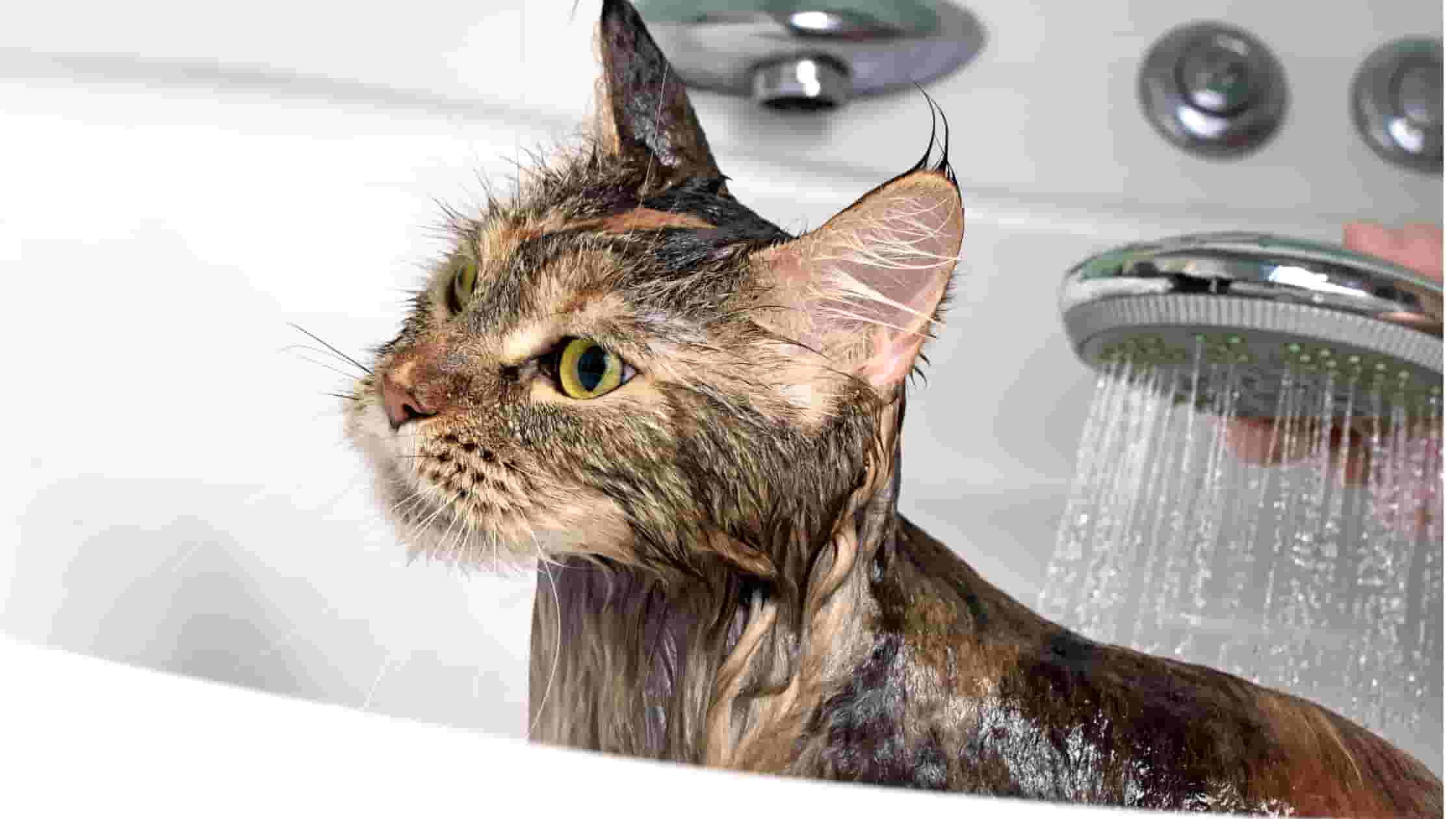 Tips til badning af kat Farm Dyrefoder
