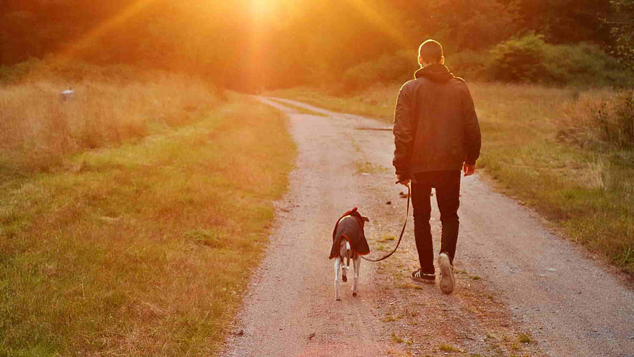 Tips til, hvordan du får en hund til at leve længere