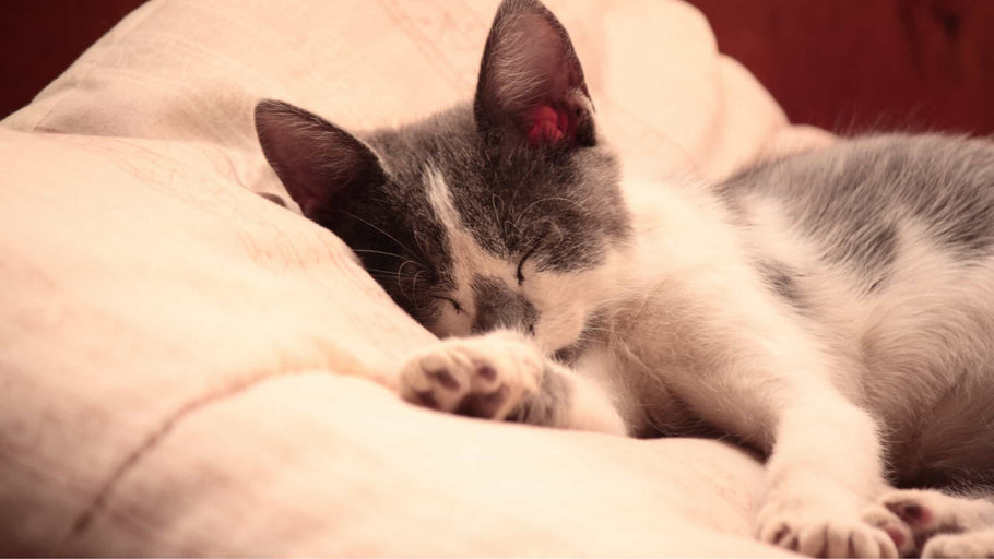 Top 13 mest almindelige sundhedsproblemer for katte