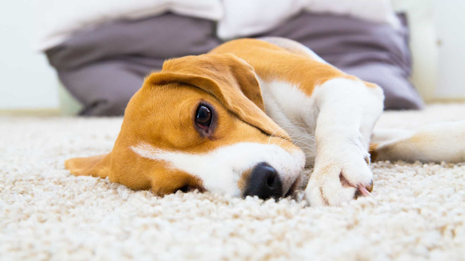 Top 13 Reasons Why Dogs Scratch The Carpet
